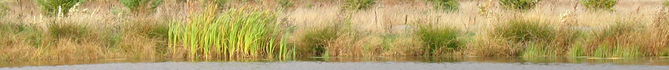 Pacific Habitat Services, Portland, Oregon, environmental consultants, wetland delineation, riparian vegetation