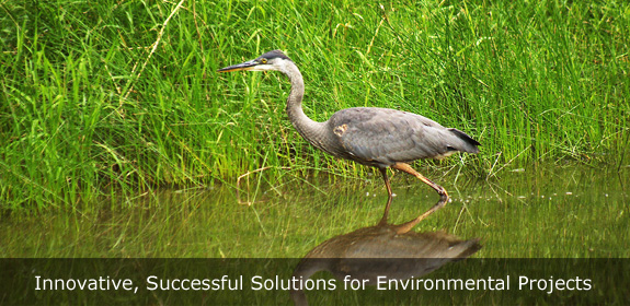 environmental projects, environmental consultants, wetland consultants, wetland delineation, wetland scientist