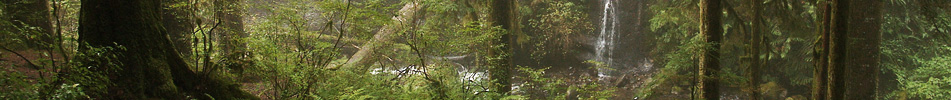 Pacific Habitat Services, Portland, Oregon, Services, licensed general contractor, natural resource projects, construction supervision, installation, wetlands, NEPA, ESA, water quality, natural resource assessment, expert testimony, environmental construction, community education