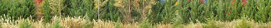 Pacific Habitat Services, Portland, Oregon, environmental consultants, wetland delineation, wetland scientists