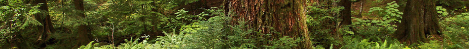Pacific Habitat Services, Portland, Oregon, Natural Resource Assessment, Land Use Planning, Designing, Permitting, Mitigation Site Design, AutoCAD and GIS Services, Natural Resources Ordinances